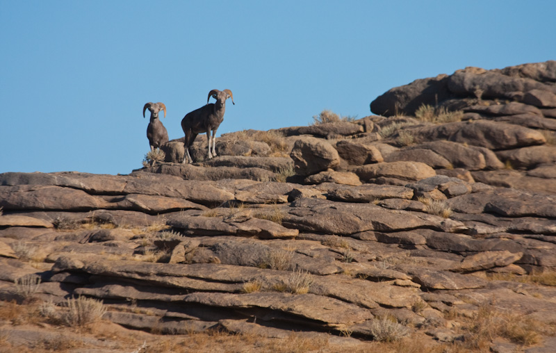 Argali